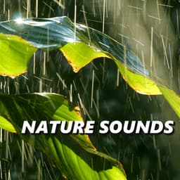 Nature Sounds - Nature Sounds XLE Library