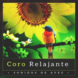 Coro Relajante - Sonidos De Aves