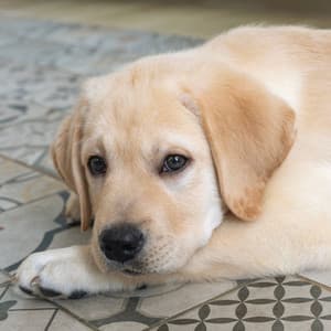 Binaural Canine Serenade: Serene Dog Soundscapes - Binaural Collective