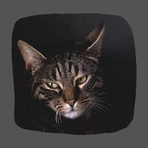 Background Music for Cute Cats - Cat Total Relax