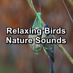 Relaxing Birds Nature Sounds - Nature And Bird Sounds