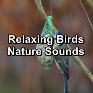 Relaxing Birds Nature Sounds - Nature And Bird Sounds
