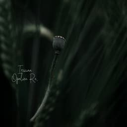 Listen to the Plant Thoughts - Irisciaa