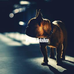 Woofie Jukebox - Doggy Relaxing Sounds