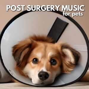 Post Surgery Music for Pets: Soothing Dog Relaxation and Deep Healing - Wellness Dog Oasis