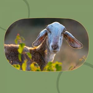 Music for Rejuvenating Seasons - Instrumental Chill Out Jazz