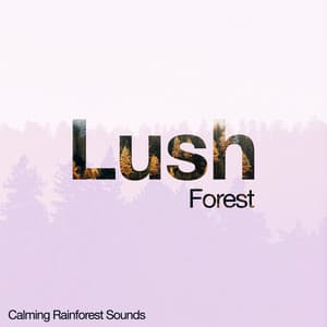 Lush Forest - Calming Rainforest Sounds