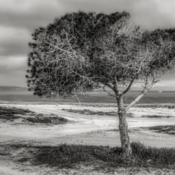 Maple Leaf Sojourn - Arctic Comfort