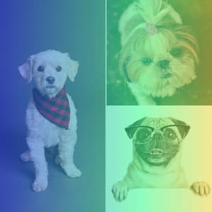 Festive Backdrop for Keeping Dogs Soothed - Music for Dogs Radio