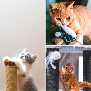 Jazz Violin - Ambiance for Scratching Cats - Cat Music Relaxation