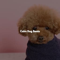 Calm Dog Beats - Descansar Musica