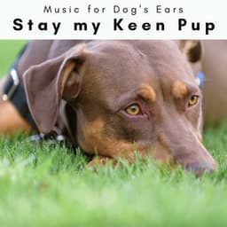 1 Stay my Keen Pup - Music for Dog's Ears