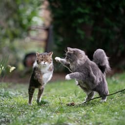 Whisker Ambient Tunes: Blissful Cat Playtime Soundscape - Cat Relax