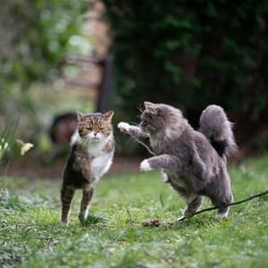 Whisker Ambient Tunes: Blissful Cat Playtime Soundscape - Cat Relax