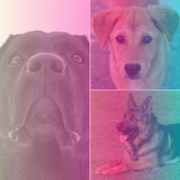 Ambiance for Calming Puppy - Pets Relax