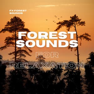 Forest Sounds for Relaxation - FX Forest Sounds
