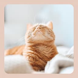 Background Music for The Comfortable Cats - Music for Resting Cats