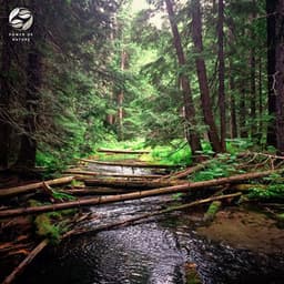 Enchanting Piano - Mystic Haven