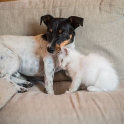 Pet Rain Serenade: The Piano's Soothing Harmony - Pet Music World