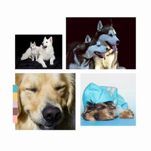 Fiery Music for Resting Doggy - Chill Out - Dog Music Library