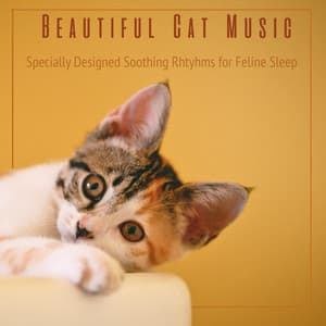 Beautiful Cat Music: Specially Designed Music for Feline Sleep - Cat Music Dreams