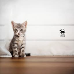 Cats Anxiety Antidote - Pet Care Club