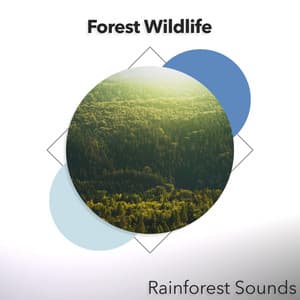 Forest Wildlife - Rainforest Sounds