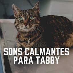 Sons Calmantes para Tabby - Musica para Gatos