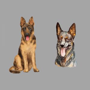 Jazz Organ - Bgm for Wolfy Doggy - Good Dog Music