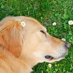 Piano Canine Reflections: Dog's Sleep Rainy Dreams - Lightning, Thunderstorms & Rain Storm Sounds