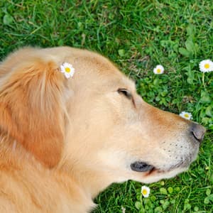 Piano Canine Reflections: Dog's Sleep Rainy Dreams - Lightning, Thunderstorms & Rain Storm Sounds