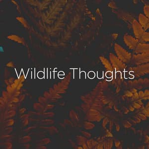 Wildlife Thoughts - Wildlife Sound Recordings