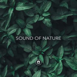 Sound Of Nature - Nature Sounds