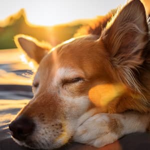 La Música Hip Hop Para Mascotas: Ritmos Para Amigos Peludos - Música para mascotas Mundo