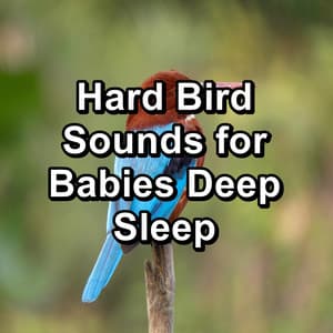 Hard Bird Sounds for Babies Deep Sleep - Nature Bird Sounds
