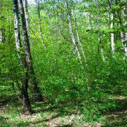 ! ! ! Paz para Acalmar a Mente - Músicas Para Relaxar