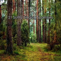 21 Softly Singing Sparrows - Nature Sounds for Sleep and Relaxation