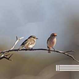 Zwitschernde Vögel Im Wald - Vogelstimmen Welt