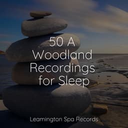 50 A Woodland Recordings for Sleep - Lullaby Rain