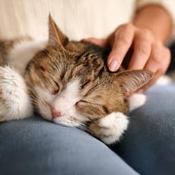 Ritmos Felinos: Música Para Gatos - Música de solfeo