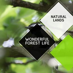 Wonderful Forest Life - Natural Lands - Sleepy Times