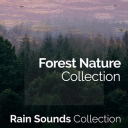 Forest Nature Collection - Rain Sounds Collection