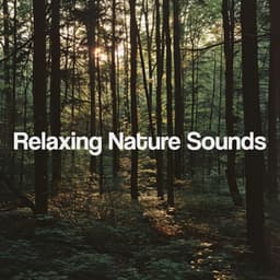 Relaxing Nature Sounds - Nature Sounds Nature Music