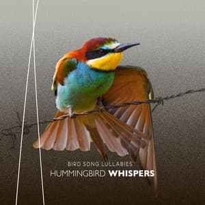 Hummingbird Whispers - Bird Song Lullabies