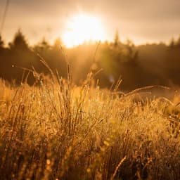 Ecos De Lo Divino: Una Orquesta Celestial De Reinos Tranquilos - Bertie Lambert