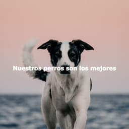 Nuestros perros son los mejores - Manhattan Jazz Band