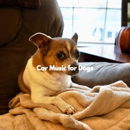 Car Music for Dogs - Relaxation Music For Dogs