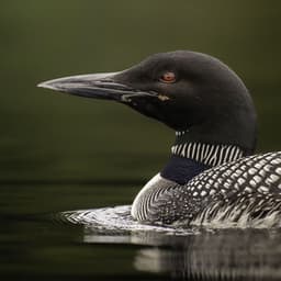 Calm Callings: Loon Sounds for Mind Relaxation - Nature Is Calling