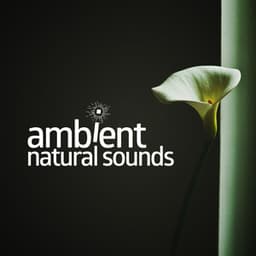 Ambient Natural Sounds - Ambiance nature