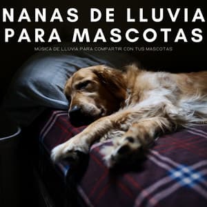 Nanas De Lluvia Para Mascotas: Música De Lluvia Para Compartir Con Tus Mascotas - Sonidos De Agua
